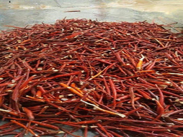 Sâm Cau Tươi Mua Ở Đâu